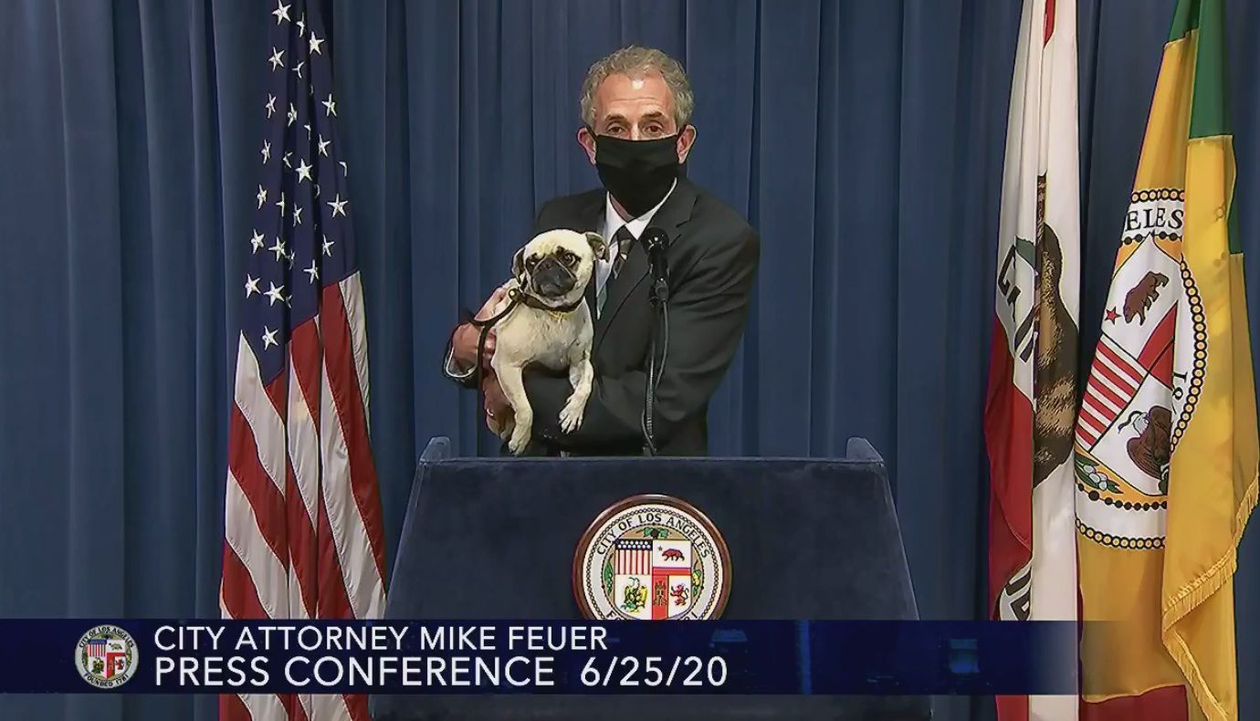 city attorney and pug dog